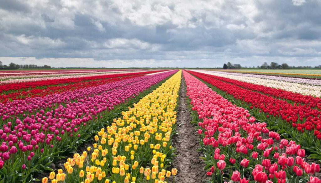 cornaredo campo tulipani youparti