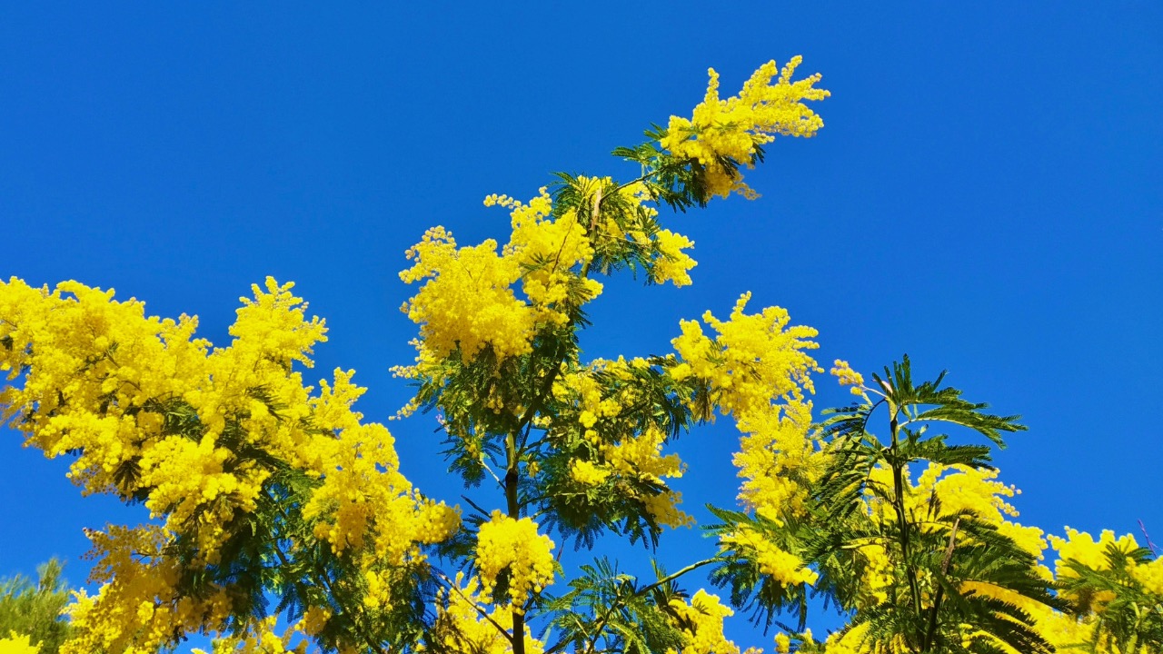 Non solo mimose: scopri le origini e l’importanza dell’8 Marzo YOUparti